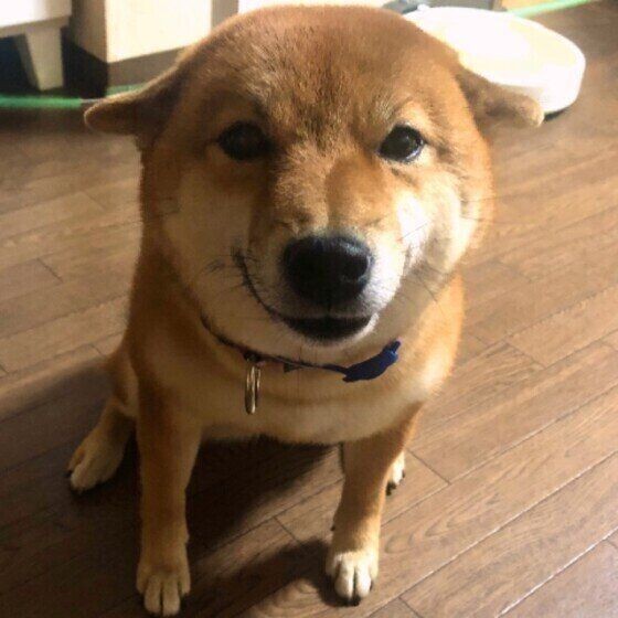 愛犬がストーブの前から離れない これって大丈夫