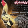 กลุ่มอัพเดท รายละเอียดลูกค้า ที่นำแม่ไก่มาฝากผสม เพชรกล้าณรงค์์
