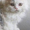 すごく綺麗な写真を送り合う会
