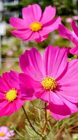 🌺ふるさと組合🌺