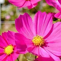 🌺ふるさと組合🌺