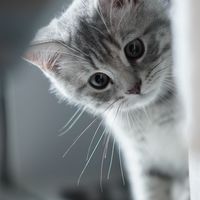 OrderPetshop