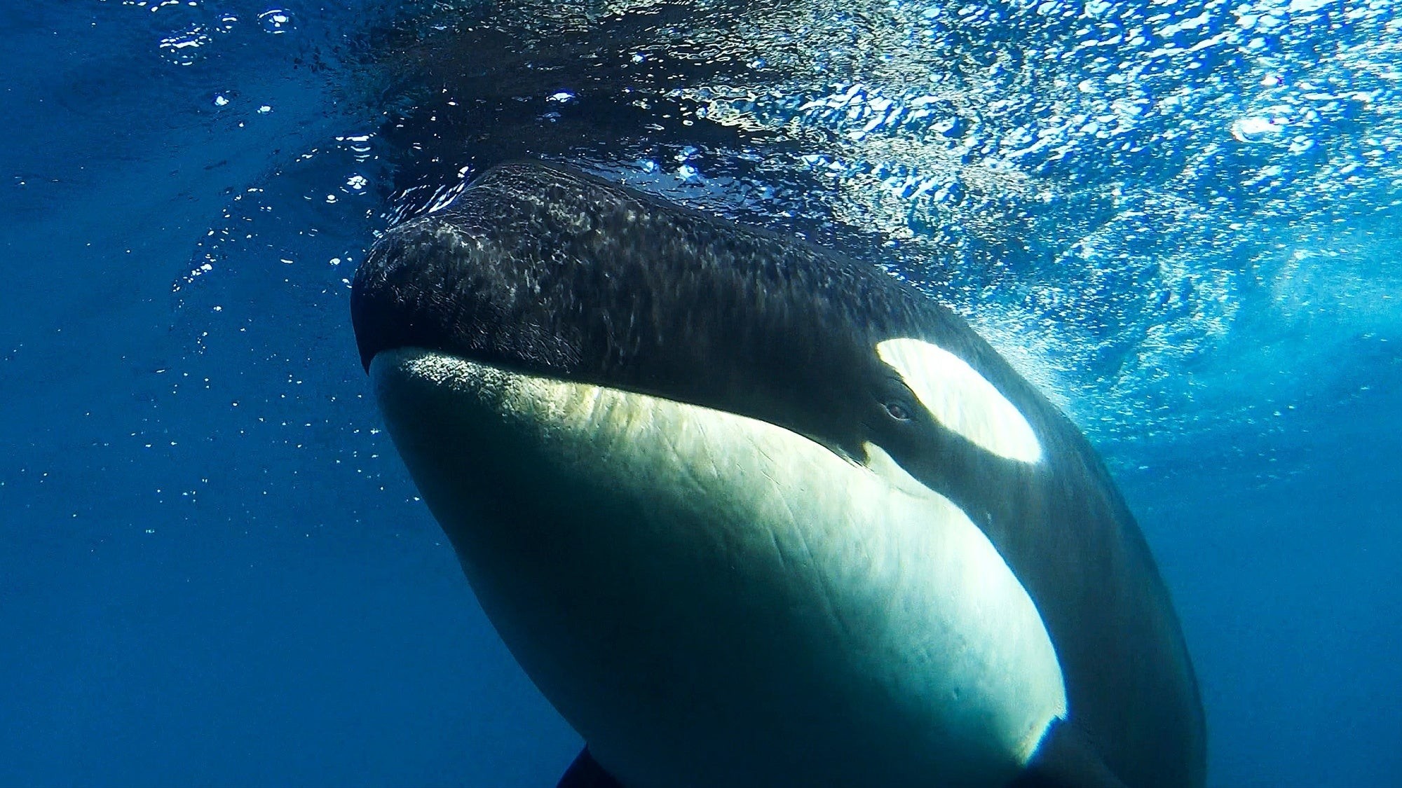 野生のシャチのド迫力と美しさ 愛しい北海道animals Note ノート