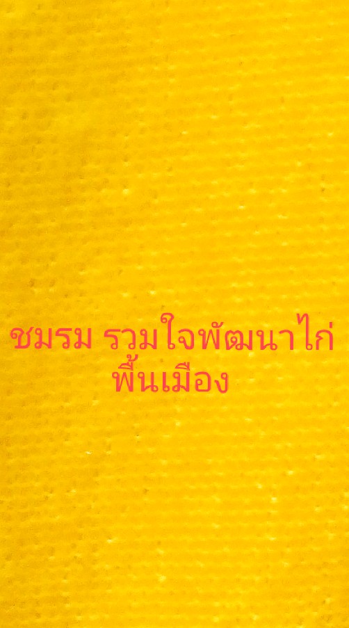 "ชมรม รวมใจพัฒนาไก่พื้นเมือง"พันธุ์กรรมนิ่งแข้งโหด จิตใจเต็ม100