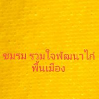 "ชมรม รวมใจพัฒนาไก่พื้นเมือง"พันธุ์กรรมนิ่งแข้งโหด จิตใจเต็ม100