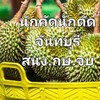 นักคัดนักตัดทุเรียนจังหวัดจันทบุรี