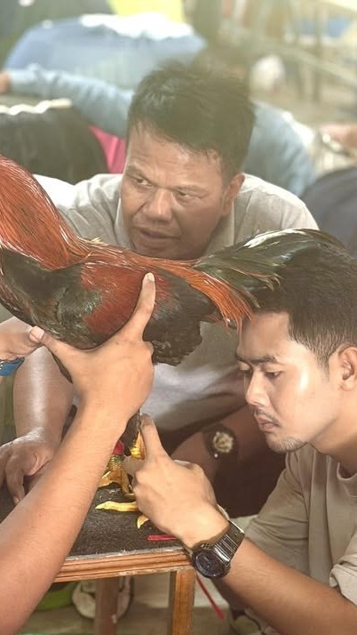 ไก่เดือยใต้ @ka905