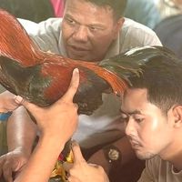 ไก่เดือยใต้ @ka905
