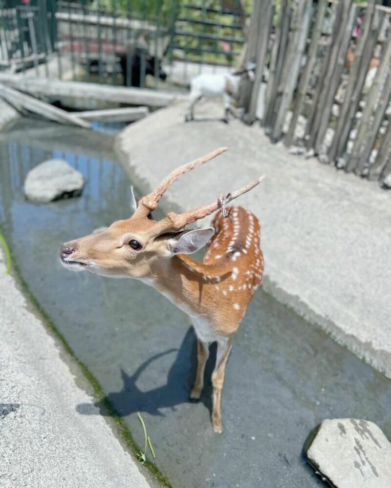 冬山景點｜心心農家樂