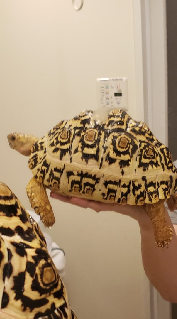 リクガメ好き集まれ🐢