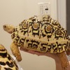 リクガメ好き集まれ🐢
