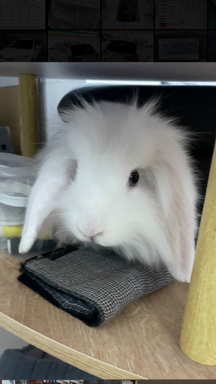 素人うさぎ🐇⸒⸒