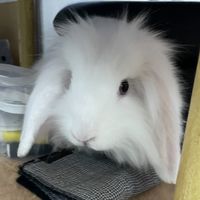 素人うさぎ🐇⸒⸒