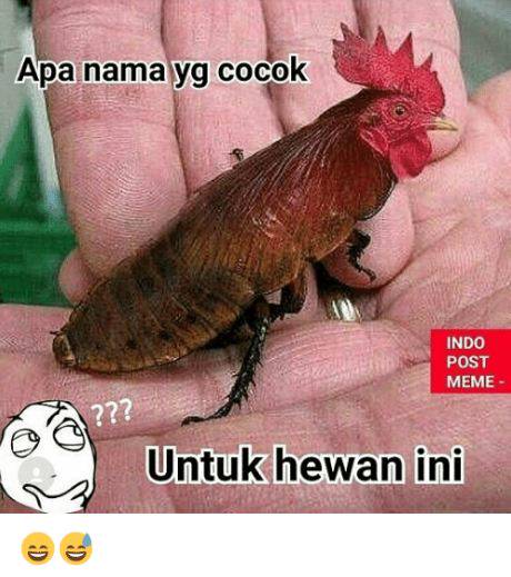 Download 640 Koleksi Gambar Hewan Lucu Meme Keren Gratis HD