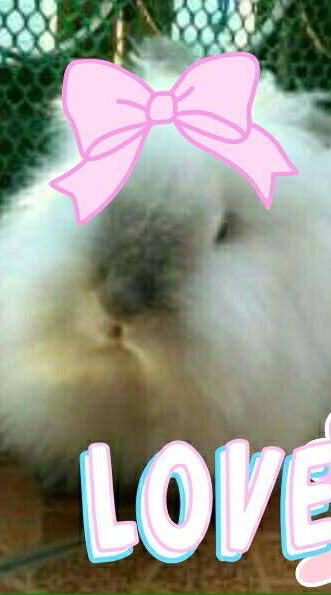 สตว์เลี้ยงแสนน่ารัก