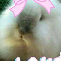 สตว์เลี้ยงแสนน่ารัก