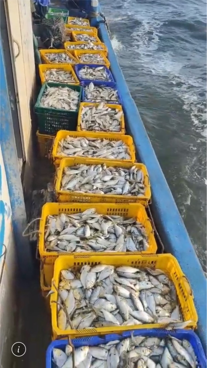 #新鮮下雜魚#養殖用飼料（中部）