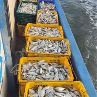 #新鮮下雜魚#養殖用飼料（中部）