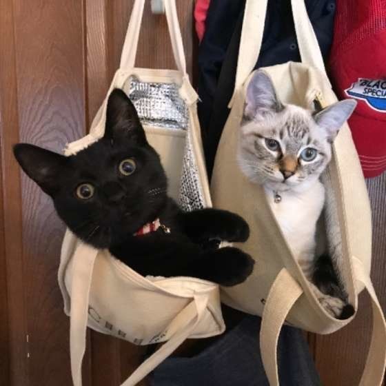 同居猫が亡くなったとき 猫は 死 を理解できているの