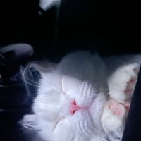 貓奴們