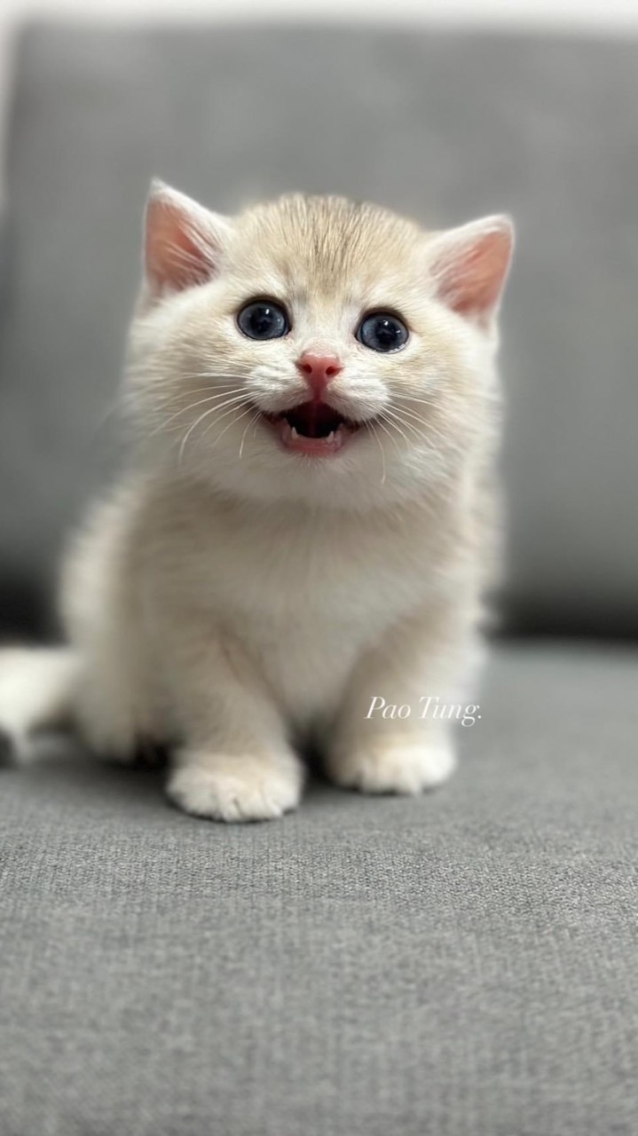 บริติชบ้านแมวมึน 🐱