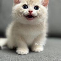 บริติชบ้านแมวมึน 🐱