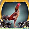 ซุ้มเพชรพญาตานีไก่ชน พม่าเหล่าโกวเซ้มฟาร์ม 100