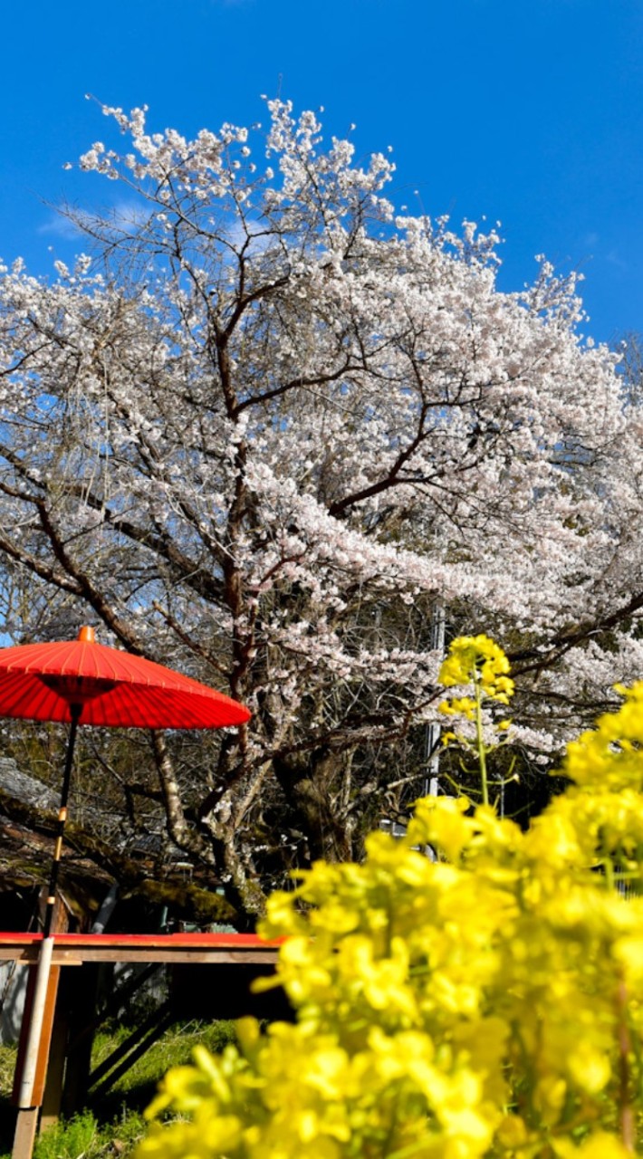 ４月３日伊賀肉BBQ＆デッキでお花見会🌸🌸🌸