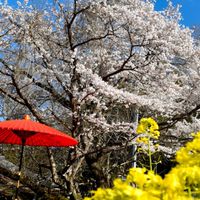 ４月３日伊賀肉BBQ＆デッキでお花見会🌸🌸🌸