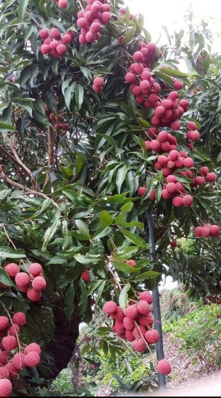 湛湛水果團~斗六