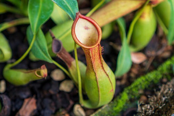 観葉植物として大人気 食虫植物 ウツボカズラ を自宅で上手に育てるコツとは オリーブオイルをひとまわしニュース Line News