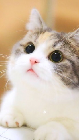 貓咪愛好社😻