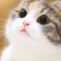貓咪愛好社😻
