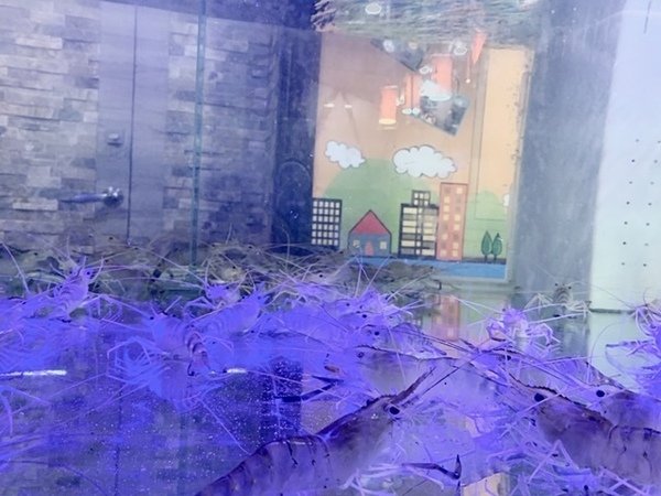 『竹南美食』(苗栗竹南星巴克旁美食、海鮮、平價快炒、燒烤、特色火鍋專賣)- 全家聚餐、宴客、聯誼、公司聚會－倪倪逛時尚-紅瓦舍x阿宗師 羊肉爐 泰國蝦直擊分享