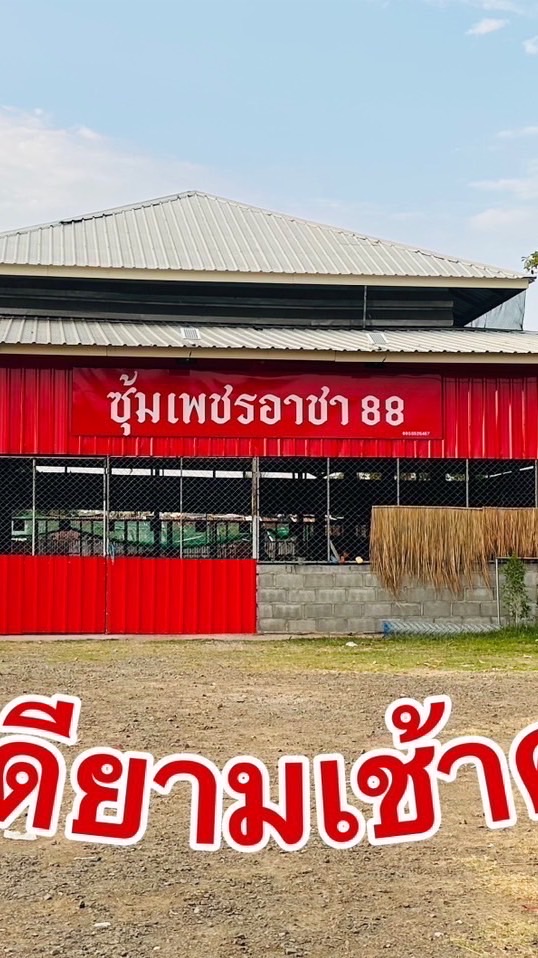 กลุ่มจองลูกไก่ เพชรอาชา88