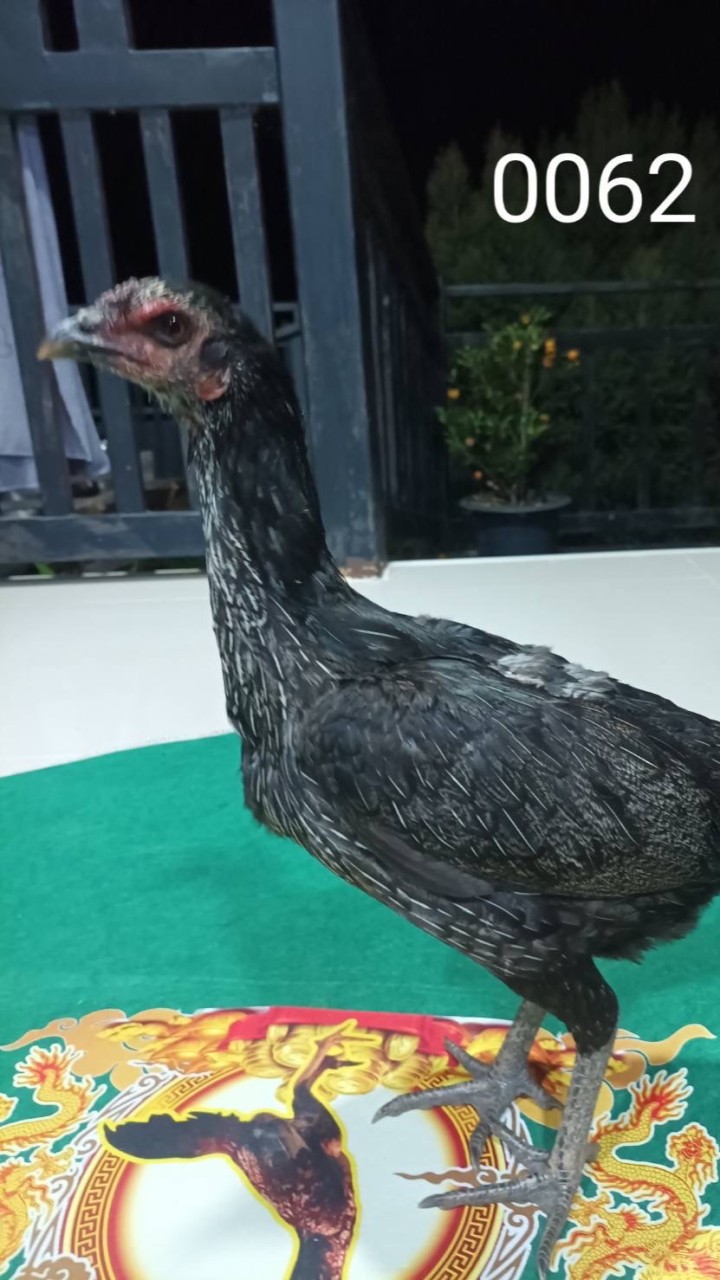 บิวกิ้นฟาร์ม(คนแท้ไก่ก็แท้)