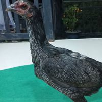 บิวกิ้นฟาร์ม(คนแท้ไก่ก็แท้)