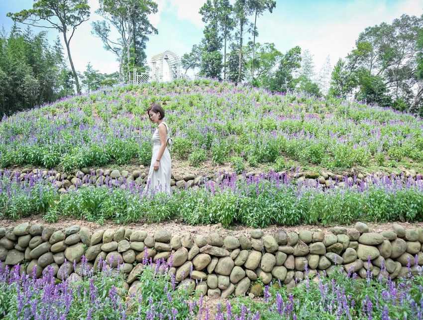 薰衣草森林 薰衣草森林｜新竹景點 | 夢幻紫色薰衣草來襲！地中海愛情鐘樓/薰衣草花園/希望之丘《情侶約會景點、親子景點》 7 2023