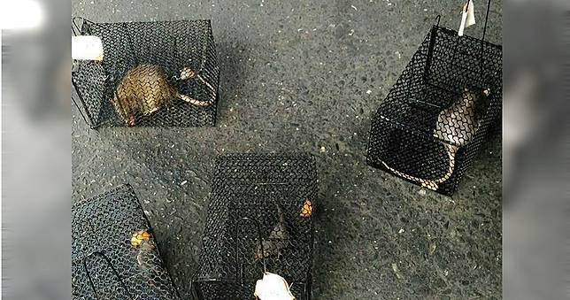 治癒黑死病關鍵　兒科醫師：第一時間就正確用藥