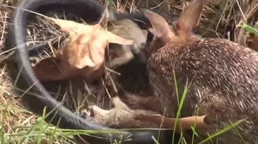 發現孩子遭到毒手...兔子媽媽瘋狂猛咬黑蛇！！