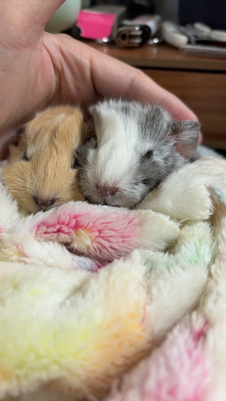 天竺鼠小動物用品專區