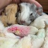 天竺鼠小動物用品專區