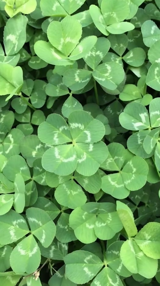 【中学生】男女混合で雑談・ライトしよう‼️