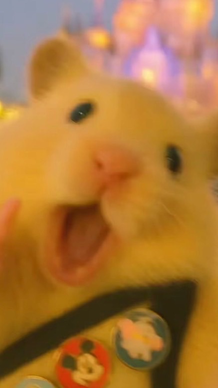 🐺窩藏🐁