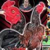 ไก่ชนเปรุ+จักริน