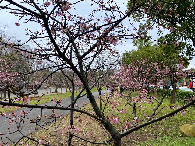 后里崴立機電櫻花公園