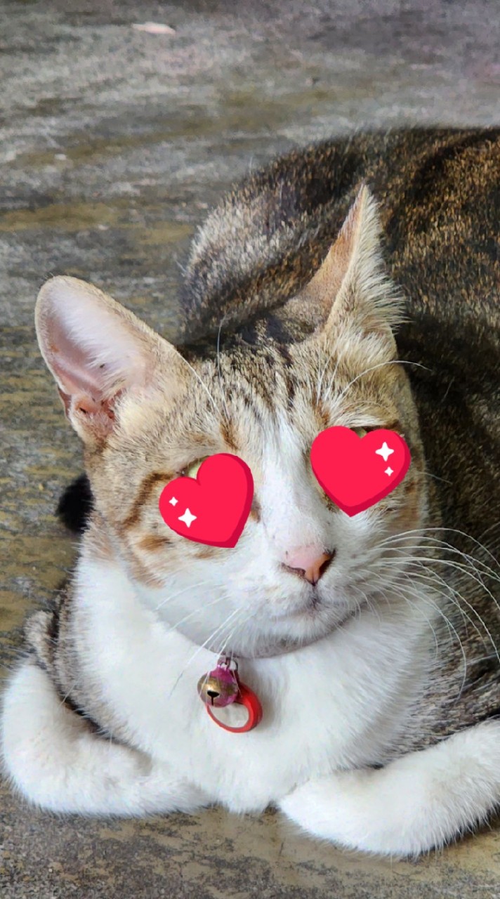 喵星人日常分享😀😀😀貓＆猫