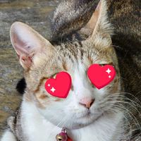 喵星人日常分享😀😀😀貓＆猫