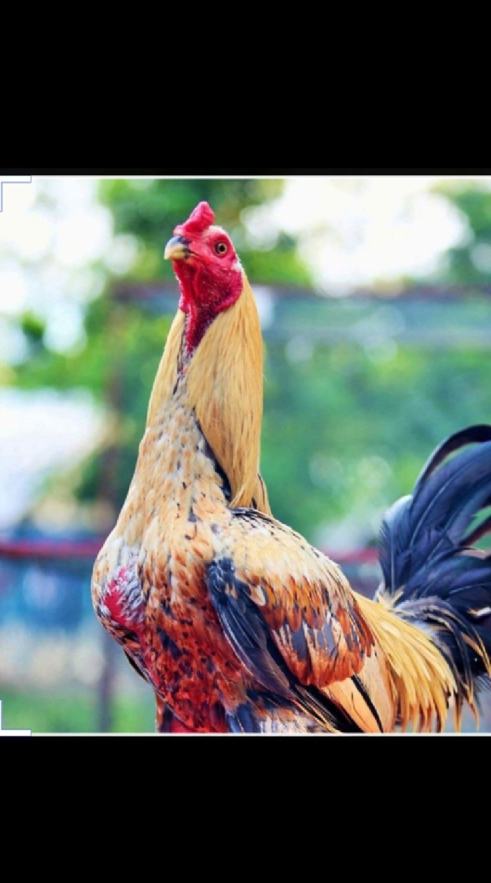 รวมผลคนตีไก่🐓