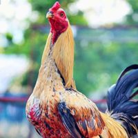 รวมผลคนตีไก่🐓